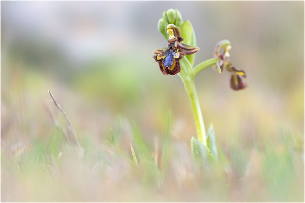 Ophrys speculum, Bouches-du-Rhône