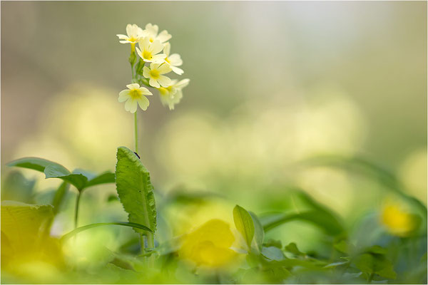 Hohe Schlüsselblume (Primula elatior), Deutschland, Baden-Württemberg