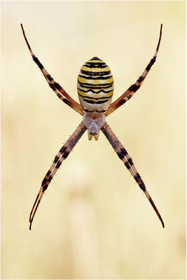 Wespenspinne (Argiope bruennichi), Weibchen, Frankreich, Drôme