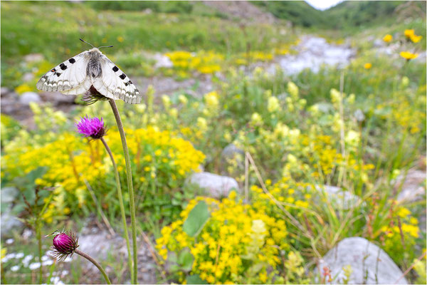 Hochalpen-Apollo (Parnassius sacerdos), Schweiz, Kanton Bern