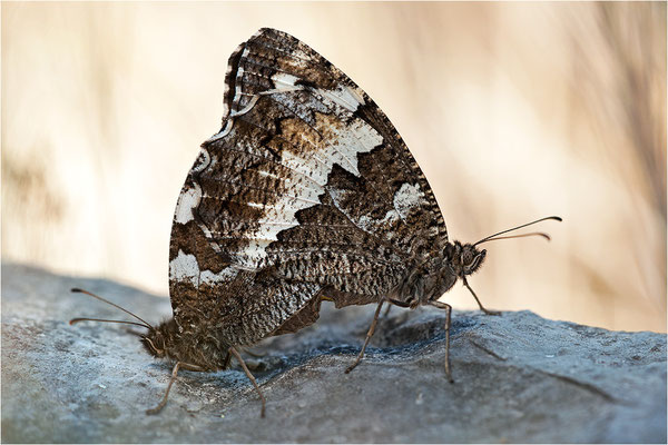 Weißer Waldportier (Brintesia circe), Paarung, Frankreich, Ardèche