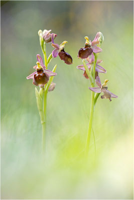 Ophrys neglecta x Ophrys morisii
