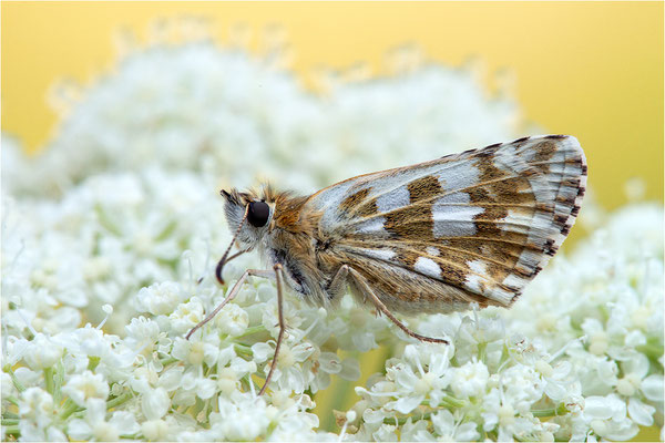 Sonnenröschen-Würfel-Dickkopffalter (Pyrgus alveus), Frankreich, Dep. Alpes-de-Haute-Provence, 1.900m