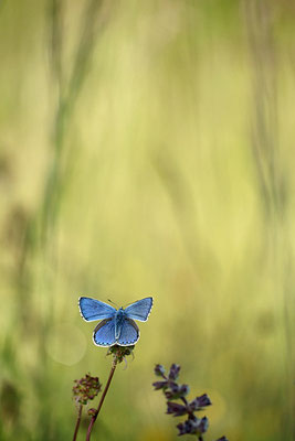 Himmelblauer Bläuling (Polyommatus bellargus), Männchen, Deutschland, Baden-Württemberg