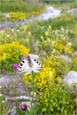 Hochalpen-Apollo (Parnassius sacerdos), Schweiz, Kanton Bern
