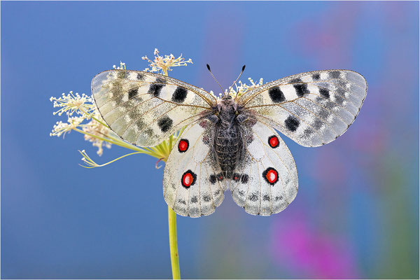 Roter Apollo (Parnassius apollo provincialis), Frankreich, Dep. Alpes-Maritimes