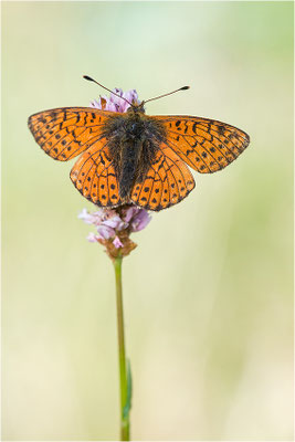 Ähnlicher Perlmuttfalter (Boloria napaea), Männchen, Italien, Region Aostatal, 2000m
