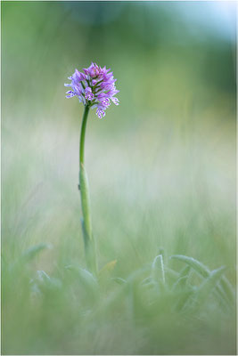 Dreizähniges Knabenkraut (Neotinea tridentata), Dep. Drôme, Frankreich