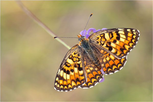 Flockenblumen-Scheckenfalter (Melitaea phoebe occitania), Spanien, Lleida
