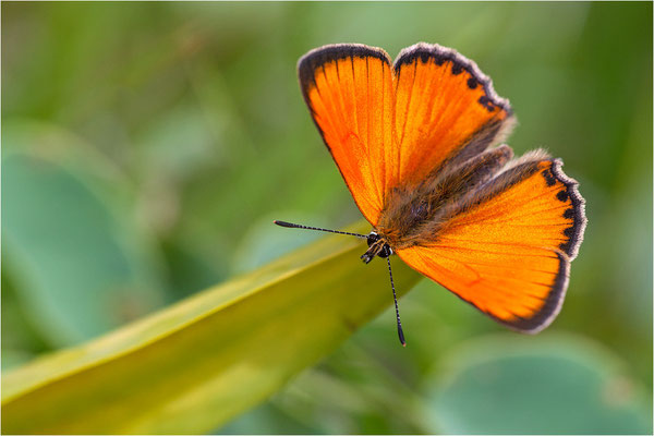 Dukaten-Feuerfalter (Lycaena virgaureae), Männchen, Schweiz, Wallis, 1600m