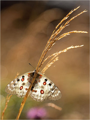 Roter Apollo (Parnassius apollo testoutensis), Frankreich, Dep. Savoie