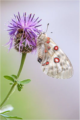 Roter Apollo (Parnassius apollo caloriferus), Schweiz, Kanton Wallis