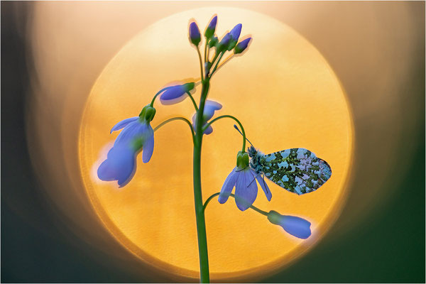 Aurorafalter (Anthocharis cardamines), Männchen, Deutschland, Baden-Württemberg