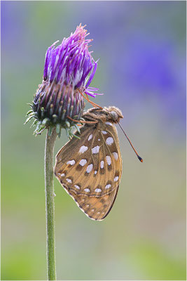 Großer Perlmutterfalter (Argynnis aglaja), Italien, Region Aostatal, 2000m