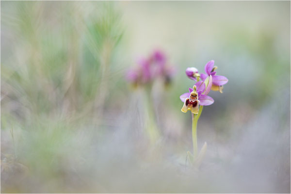 Ophrys tenthredinifera