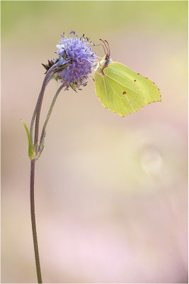 Zitronenfalter (Gonepteryx rhamni), Männchen, Schweden, Värmland