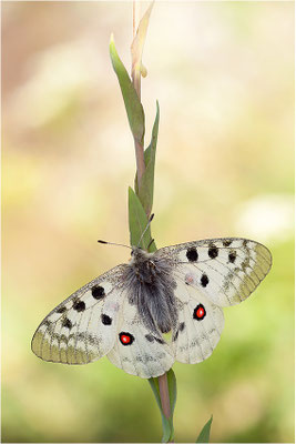 Roter Apollo (Parnassius apollo valesiacus), Schweiz, Kanton Wallis