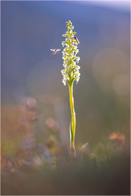 Stroh-Weißzüngel (Pseudorchis straminea), Schweden, Norrbotten