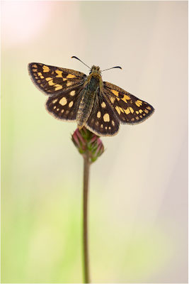 Gelbwürfeliger Dickkopffalter (Carterocephalus palaemon), Schweiz, Wallis