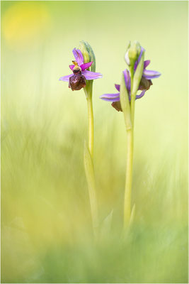 Ophrys aveyronensis