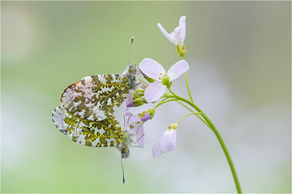 Aurorafalter (Anthocharis cardamines), Paarung, Deutschland, Baden-Württemberg