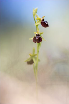 Ophrys caloptera (?), Plaines-des-Maures, Var