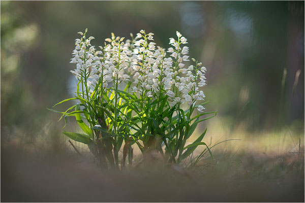 Schwertblättriges Waldvöglein (Cephalanthera longifolia), Schweden,  Farö