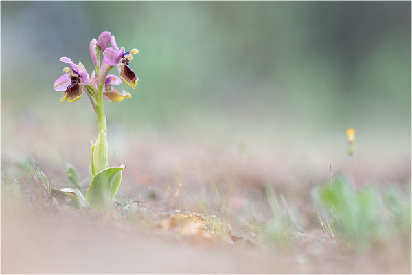 Ophrys tenthredinifera