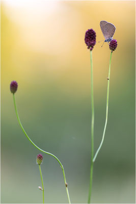 Dunkler Wiesenknopf-Ameisenbläuling (Phengaris nausithous), Deutschland, Baden-Württemberg