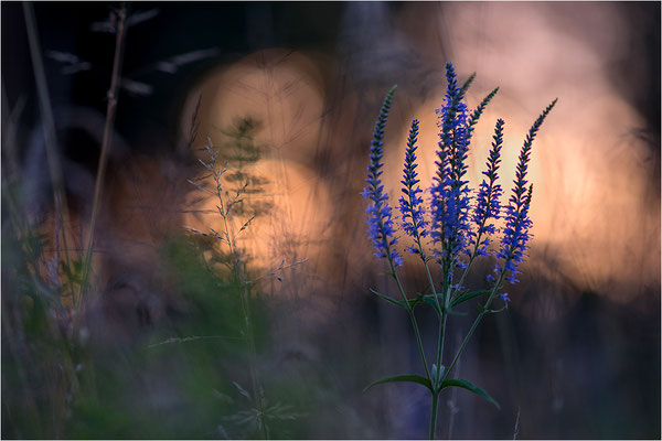 Langblättriger Ehrenpreis (Veronica longifolia), Deutschland, Baden-Württemberg