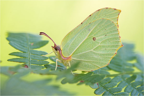 Zitronenfalter (Gonepteryx rhamni), Männchen, Schweden, Gotland