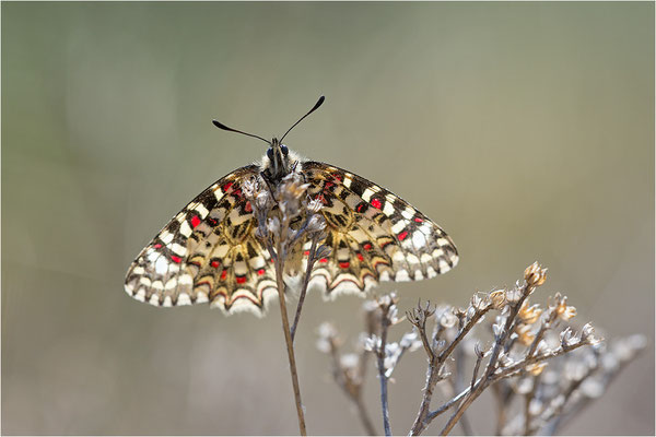 Spanischer Osterluzeifalter (Zerynthia rumina), Frankreich, Bouches-du-Rhône