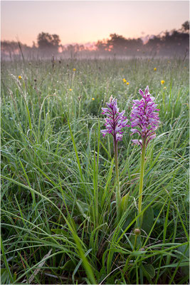 Helm-Knabenkraut (Orchis militaris), Deutschland, Baden-Württemberg, südlicher Oberrhein