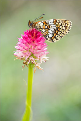 Bündner Scheckenfalter (Melitaea varia), Frankreich, Savoie, 2500m