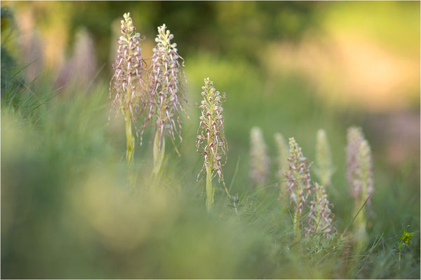 Bocks-Riemenzunge (Himantoglossum hircinum), Alsace, Frankreich