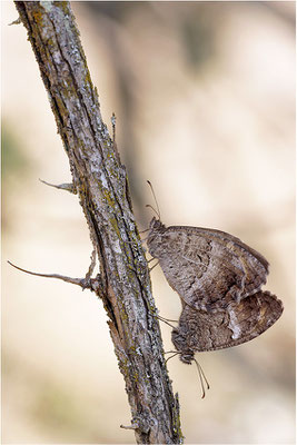 Rotbindiger Samtfalter (Arethusana arethusa), Paarung, Frankreich, Drôme
