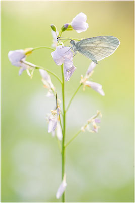 Tintenfleck-Weißling (Leptidea sinapis bzw. juvernica), Deutschland, Baden-Württemberg