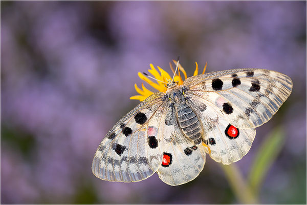 Roter Apollo (Parnassius apollo venaissimus), Frankreich, Dep. Vaucluse