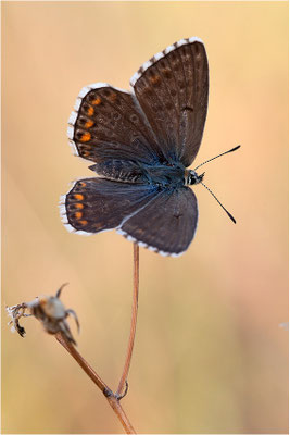 Himmelblauer Bläuling (Polyommatus bellargus), Weibchen, Frankreich, Ardèche