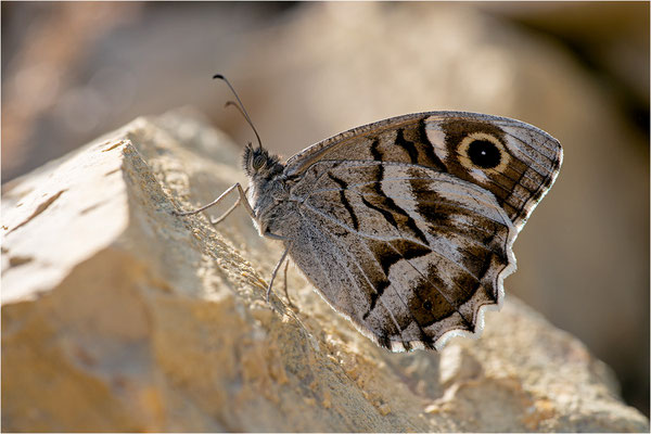 Gestreifter Samtfalter (Hipparchia fidia)