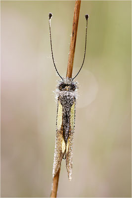 Libellen-Schmetterlingshaft (Libelloides coccajus), Frankreich, Ardèche