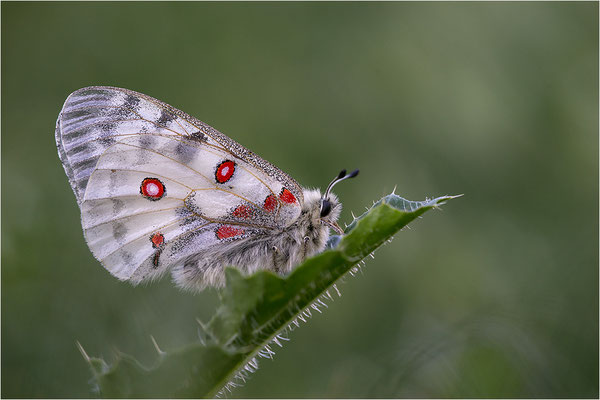 Roter Apollo (Parnassius apollo valdierensis), Italien, Piemont