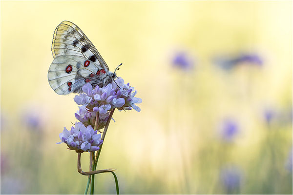 Roter Apollo (Parnassius apollo pedemontanus), Italien, Region Aostatal