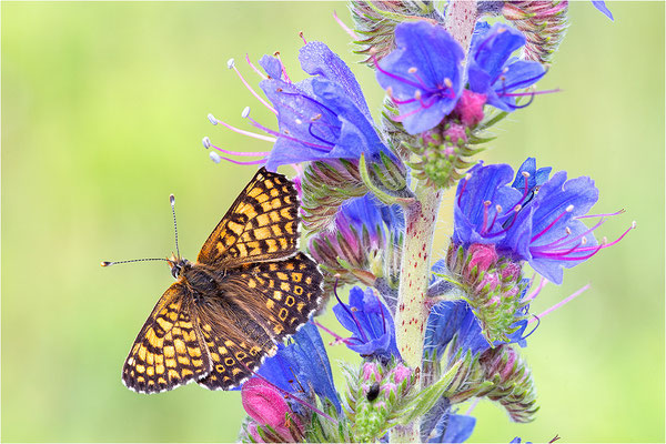 Wegerich-Scheckenfalter (Melitaea cinxia), Schweden, Gotland