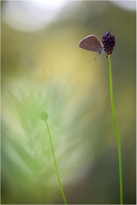 Dunkler Wiesenknopf-Ameisenbläuling (Phengaris nausithous), Deutschland, Baden-Württemberg