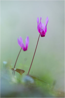 Geschweiftblättriges Alpenveilchen (Cyclamen repandum), Korsika, Frankreich