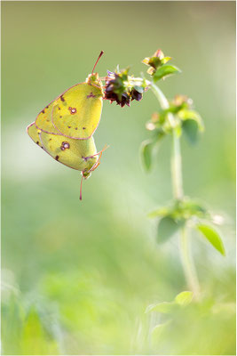 Hufeisenklee-Gelbling/Goldene Acht (Colias alfacariensis/Colias hyale), Paarung, Deutschland, Baden-Württemberg
