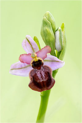 Ophrys aveyronensis