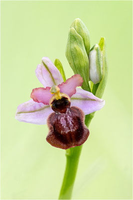 Ophrys aveyronensis
