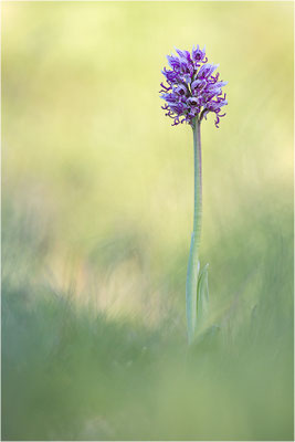 Affen-Knabenkraut (Orchis simia), Frankreich, Isere